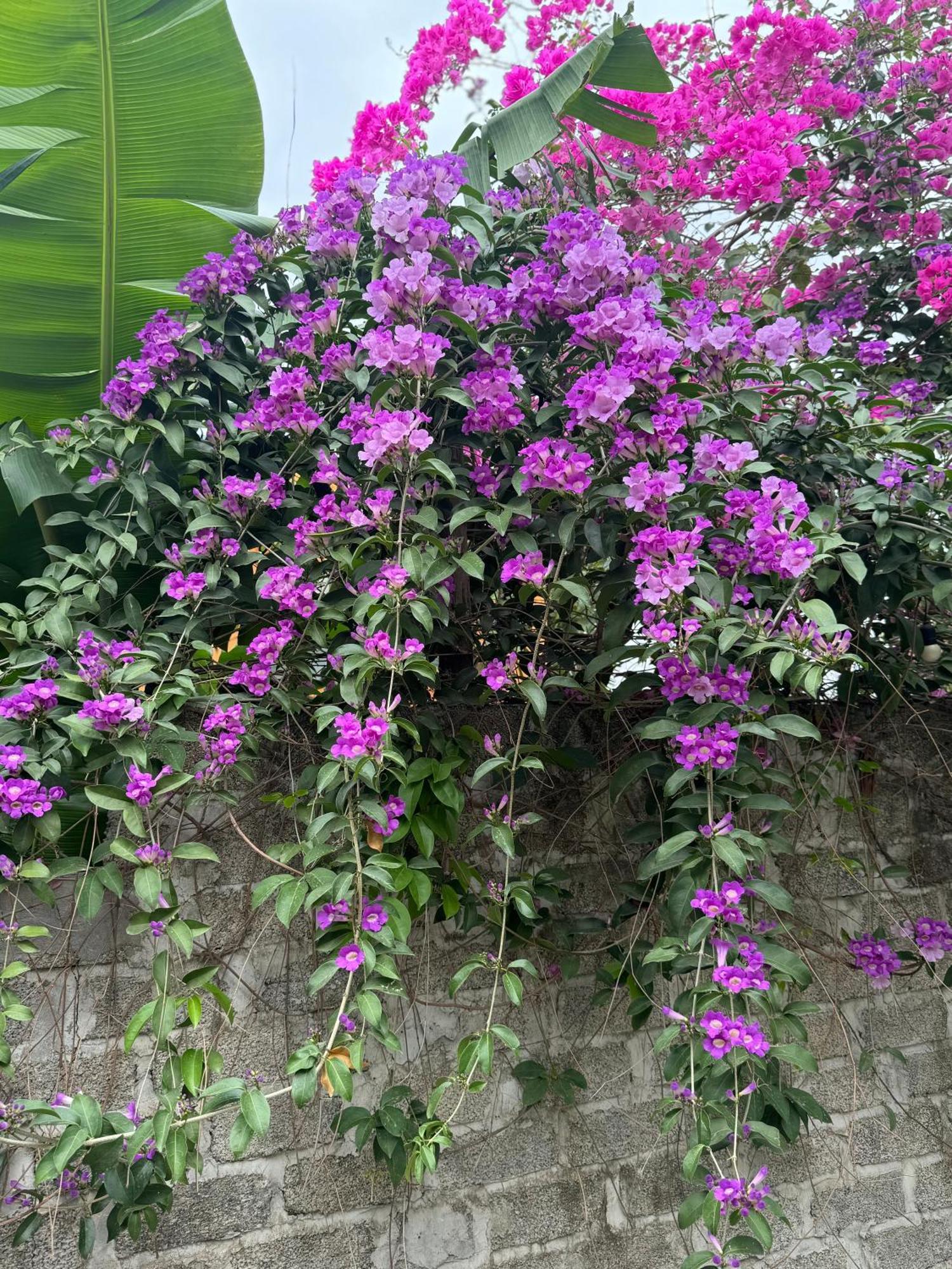 Hotel Rosa Garden Ninh Binh Exterior foto